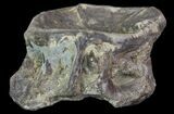 Xiphactinus (Cretaceous Fish) Vertebra - Kansas #64165-2